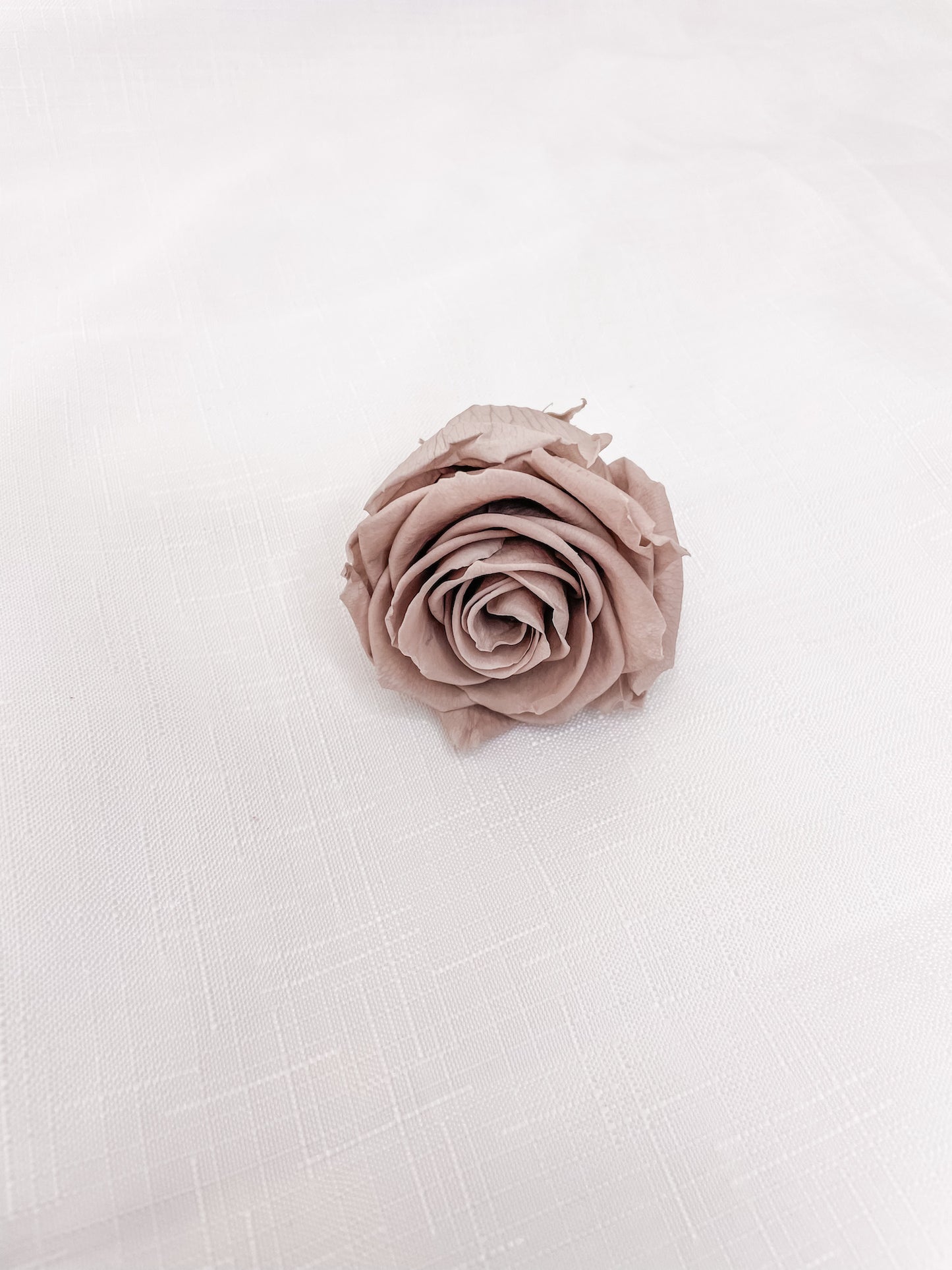 Preserved Roses | Sand Beige